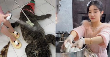 Потрапила в скандал: блогерка розрізала і приготувала 90-кілограмового алігатора (фото)