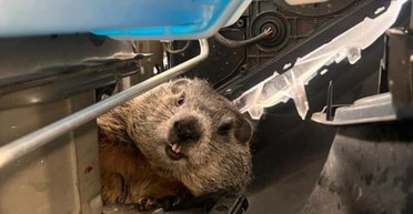 Прозвали Майком: працівники автомийки знайшли бабака під капотом автомобіля клієнтки (фото)