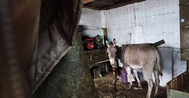 Возвращаются к многовековым методам: армия РФ все чаще использует ослов и лошадей, — Bild (фото)