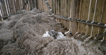 Поселили у в'язниці: чоловік "жив" у копиці сіна, щоб не платити аліменти (фото)