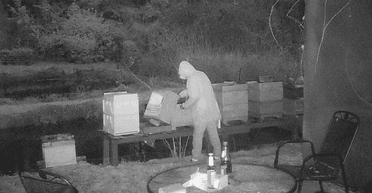 Пьяный вор пытался украсть мед из ульев и убил 60 тысяч пчел (фото)