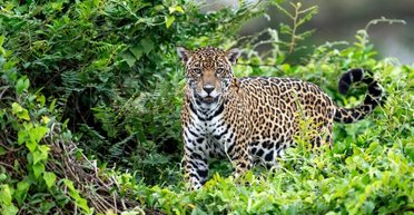 Ягуары десятилетиями обманывали людей: оказалось большие кошки тоже умеют мяукать (видео)