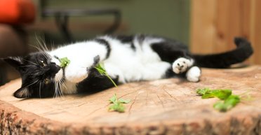 Котяча м'ята: 5 запитань і відповідей про рослину, яка зводить котів з розуму