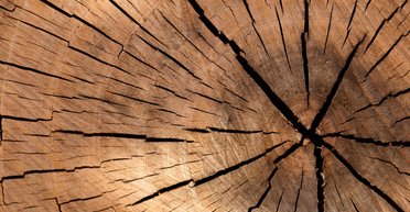 В деревьях обнаружили следы взрывов сверхновых звезд, - ученые