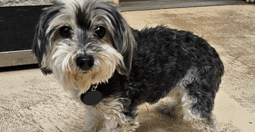 Зниклий собака знайшовся через майже 9 років: де він був увесь цей час (фото)