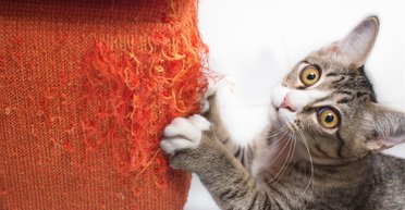 Пострадают все диваны. Ученые рассказали, почему сильная любовь к кошкам вредна