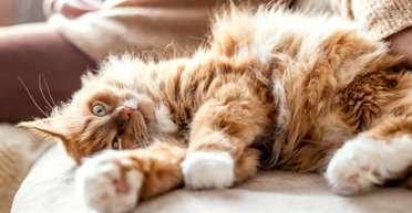 Чому кішки люблять спати в ногах у господарів: 6 цікавих причин