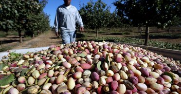 Темная сторона дубайского шоколада: как бум на фисташки ведет к экологической катастрофе