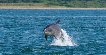 Чудом выжил: сексуально озабоченный дельфин напал на пловца