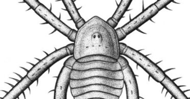 Арахнофобам приготуватися. Знайдено останки моторошного павука, який жив 300 млн років тому (фото)
