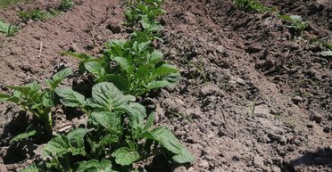 Юристы рассказали, как без рисков купить землю в период военного положения