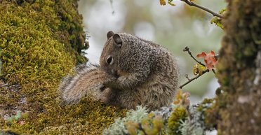 Белки-убийцы: ученые утверждают, что грызуны эволюционируют, становясь плотоядными