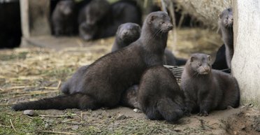 Песец ушел. Почему Украина хочет избавиться от пушных ферм