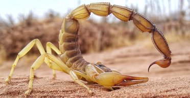 Смертоносное жало и клешни скорпионов содержат секретное оружие: выяснилось, зачем (фото)