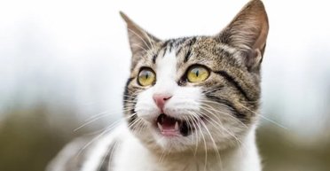 Ваш кот разделяет одну общую черту со львом: они оба делают "вонючую морду" (видео)