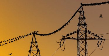 Птахи часто сидять на лініях електропередач високої напруги: як вони виживають