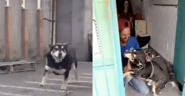 Мужчина потерял любимого пса, но годы спустя произошло неожиданное благодаря Instagram (видео)