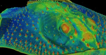 Наші зуби болять через рибу, яка жила на Землі 465 млн років тому (фото)