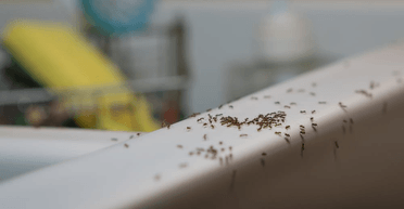 "Працює завжди": названо найкращий домашній засіб для позбавлення від мурах