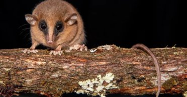 В запретном "облачном лесу" в Перу нашли существо, неизвестное науке