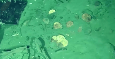 Полны сокровищ. В Колумбии нашли обломки двух древних кораблей (видео)