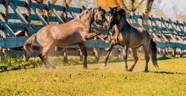 Парк природи "Беремицьке". Рисі, кулани і тури в дикій природі Чернігівщини