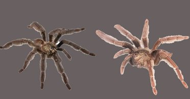 В Еквадорі виявлено два нові види тарантулів, і вони цьому не раді: у чому причина (фото)