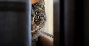 До чого сняться кішки: тлумачення сновидінь від Нострдамуса до сучасних психологів