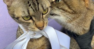 Кіт Степан із Харкова одружився зі своєю подругою з Франції