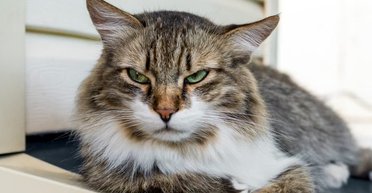 Ученые обнаружили новый доисторический вид котов-хищников, которые жили 15,5 млн лет назад (фото)