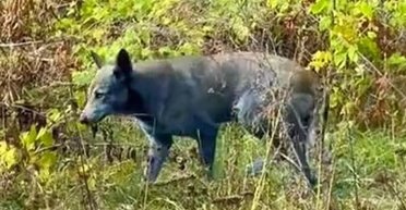 "Розвинули  нову суперсилу": в Чорнобилі виявили собак із синьою шерстю (фото)