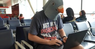 Голубина пошта виявилася швидшою за гігабітний Інтернет: випробування це довели (відео)