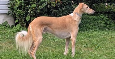 Врятований собака з пустелі виявився частково вовком: ДНК-аналіз здивував господарів (фото)