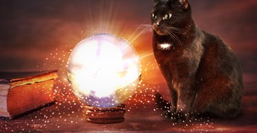 Ідеальна сумісність: яка кішка підходить вам за знаком Зодіаку