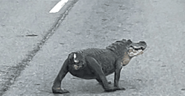 Моторошна сцена: жінка сплутала великого алігатора без хвоста із собакою (відео)