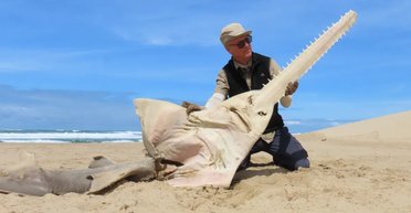 На берег в Южной Африке выбросило рыбу-пилу в форме гитары: их не видели уже 26 лет (фото)