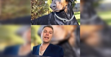 74 болезни на одного пса: ветеринар назвал породы собак, которые не стоит заводить (видео)