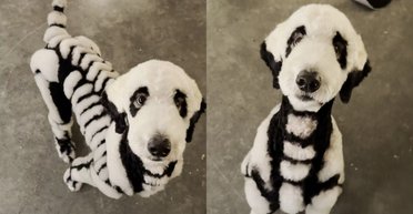 Перетворював собак на лисиць: чоловік вразив людей незвичайним образом тварини (фото)