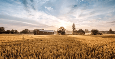 Стояв мовчки: вкритий дивною речовиною чоловік з'явився в полі і налякав жителів села