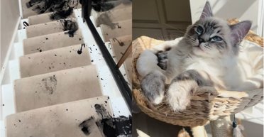 Жінка прокинулася від сильного шуму і помітила погляд "злочинця" (фото)