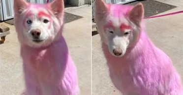На вулиці помітили собаку з рожевою шерстю: що з нею сталося (фото)