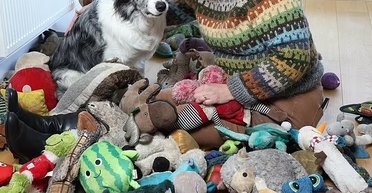 Самая умная собака страны: бордер-колли Харви знает более 200 слов