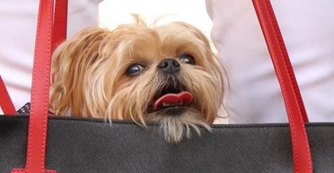 Готовьтесь к долгим объятиям: топ самых очаровательных пород маленьких собак (фото)