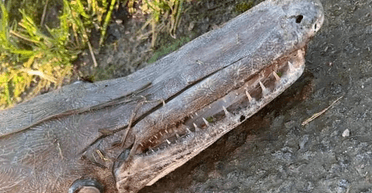 "Пахло і починало гнити": школяр знайшов загадкову істоту (фото)