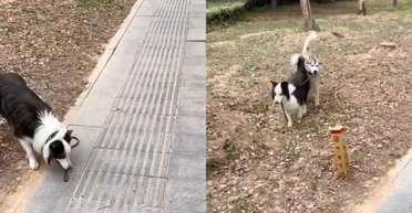 "Не делай так": собака научила "манерам" хозяина во время прогулки (видео)
