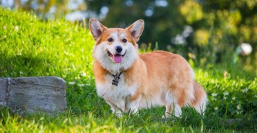 "Моя собака понимает язык жестов": корги сходит с ума от конкретного знака (видео)