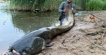 Важить близько 100 кілограмів: поляк зловив гігантського сома, якому понад 50 років (фото)