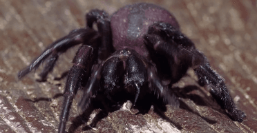В Австралии ученые планируют "доить" смертельных пауков и лечить людей: подробности