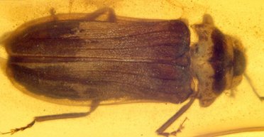 На Землі 99 млн років тому ночі не були такими вже темними: що освітлювало стежки динозаврам (фото)