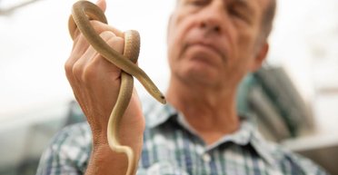 Метрова змія осоромила пітонів: вона ковтає яйця в 3-4 рази більше, ніж можуть її родичі (фото)